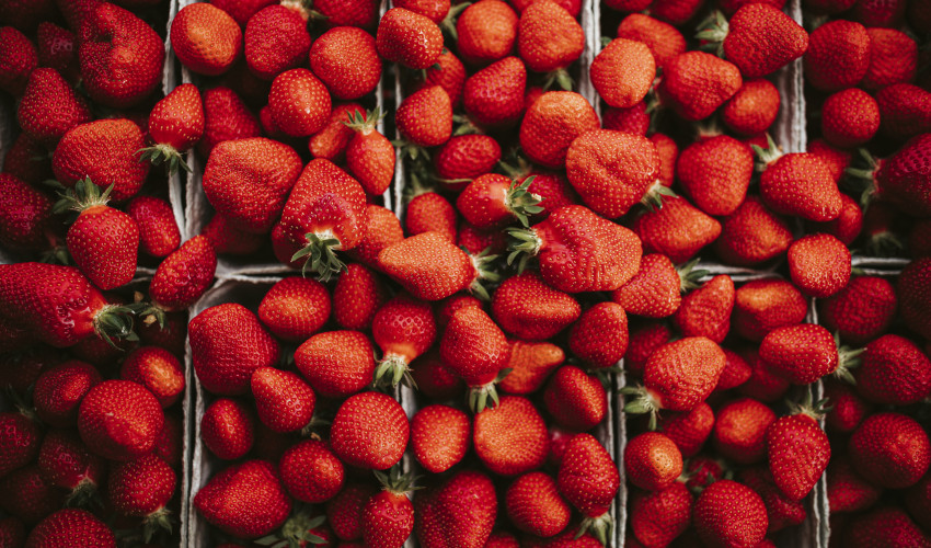 Fraises à cueillir soi-même