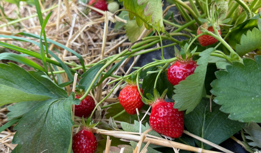 Fraises à cueillir soi-même